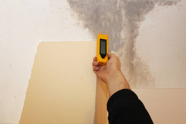 Best Water Damage & Mold Remediation  in Ravena, NY