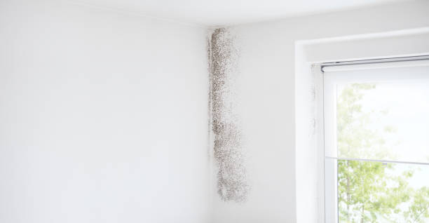 Best Post-Construction Mold Inspection  in Ravena, NY