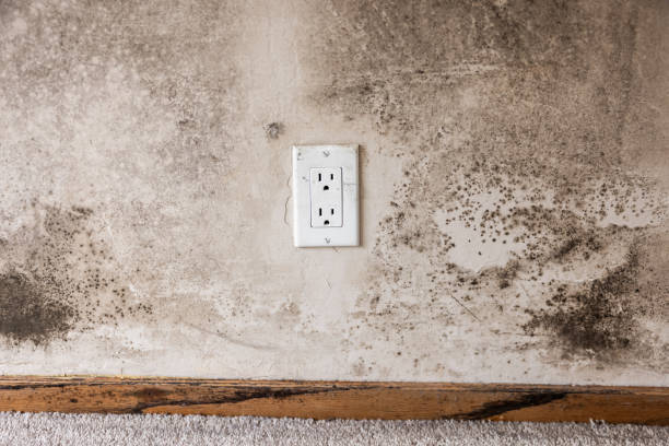 Best Basement Mold Removal  in Ravena, NY
