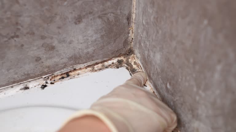 Best Air Quality Testing for Mold Spores  in Ravena, NY